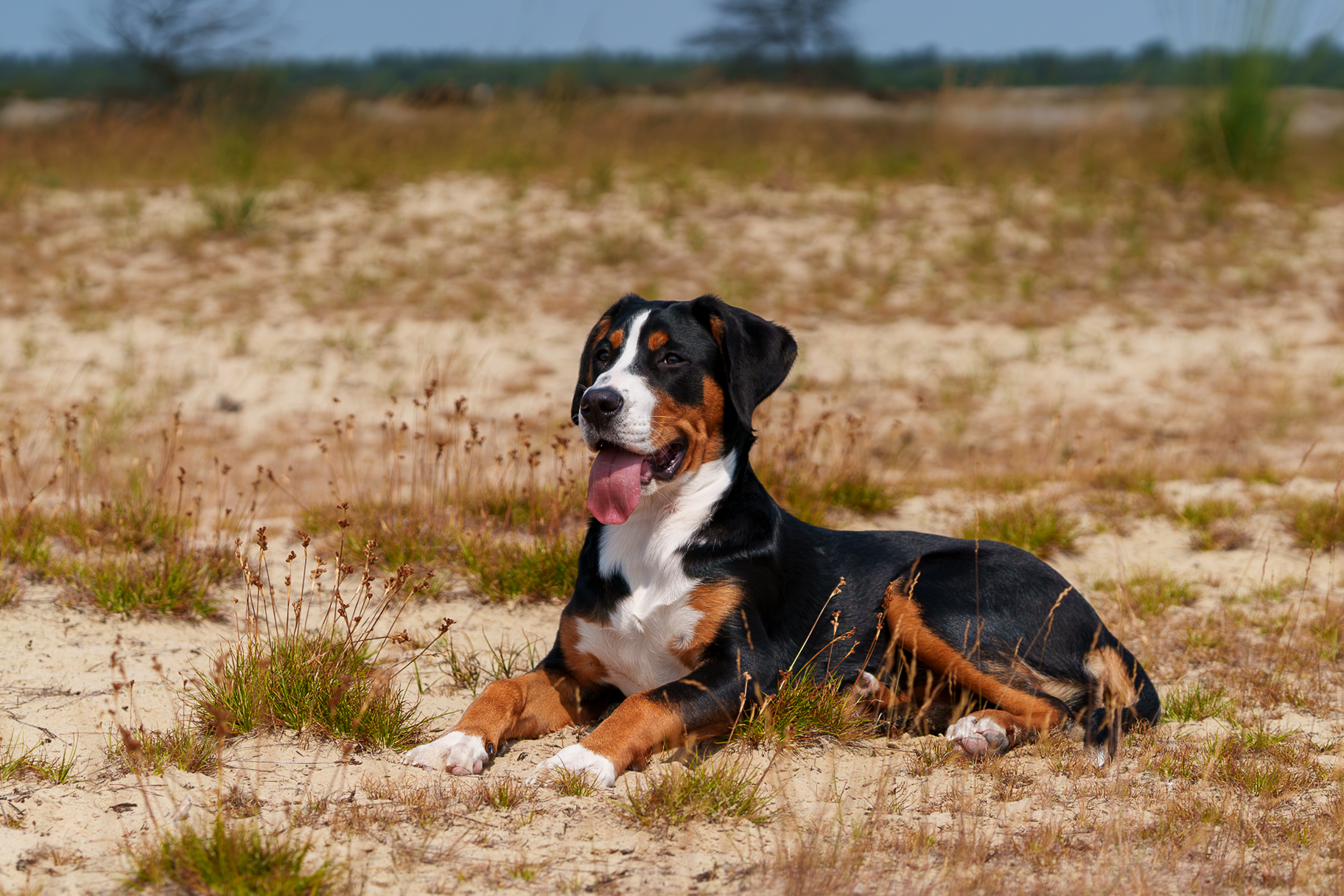 Fotoshoot met hond in de duinen